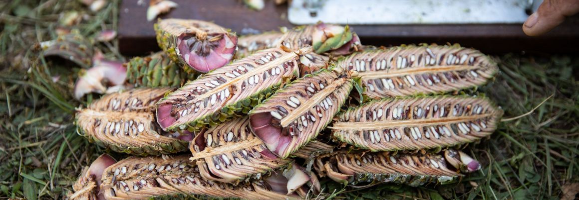 Halbierte Zapfen auf Gras